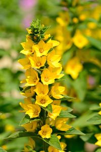 Close-up of yellow flowers blooming outdoors