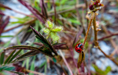 Close-up of ladybug on plant