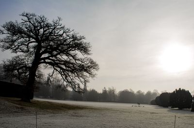 Scenic view of trees against sky