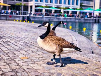 High angle view of a duck