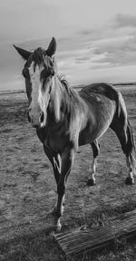 Horse standing in ranch