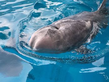 Dolphin swimming in tank