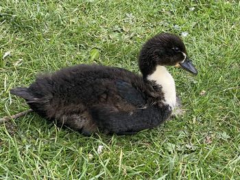 High angle view of duck on field