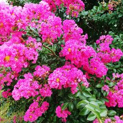 Pink flowers blooming outdoors