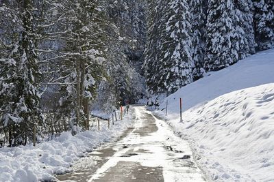 Snow covered road amidst trees during winter