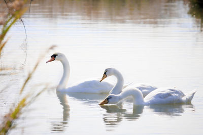 animal wildlife