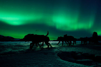 Silhouette horse on field against sky at night