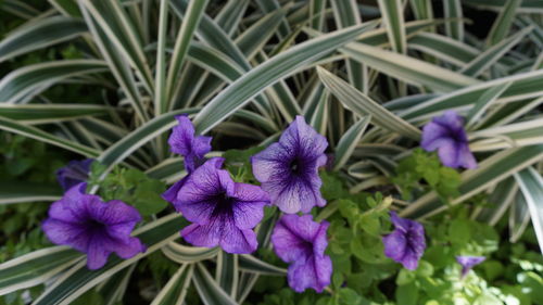 Close-up of purple flowers blooming outdoors