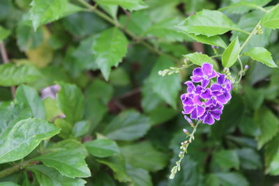 Close-up of purple flowering plant