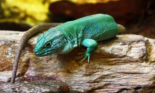 Close-up of lizard on wood 