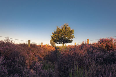 Trees on field against clear sky