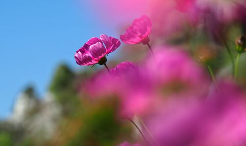 Close-up of pink flowering plant