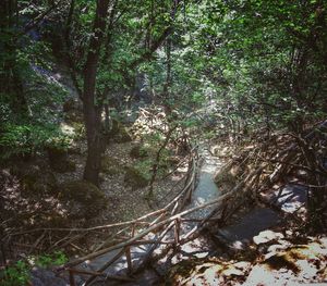 Scenic view of forest