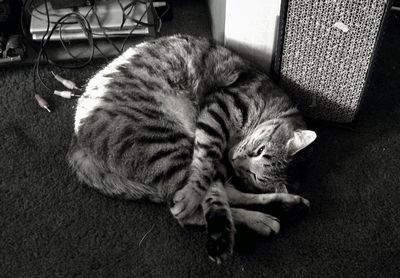 High angle view of cat sleeping outdoors