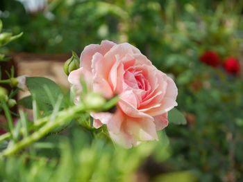 Close-up of pink rose