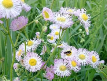 Close-up of white daisy blooming in field