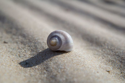 Close-up of snail on sand