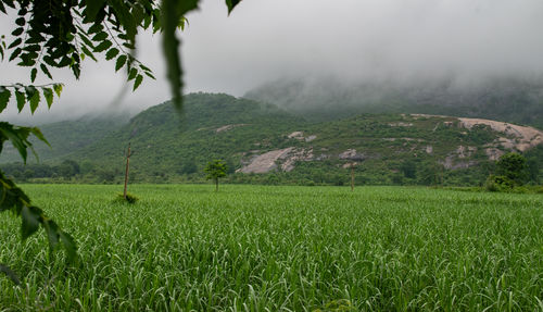 plant