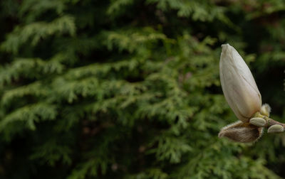 Close-up of white flowering plant