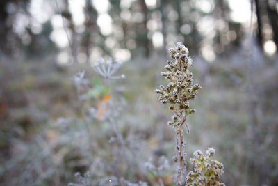 Close-up of white flowering plant on field