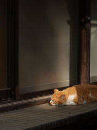 Cat resting by door