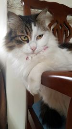 Close-up portrait of a cat