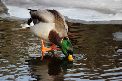 View of duck drinking water in lake