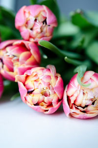 Close-up of pink roses