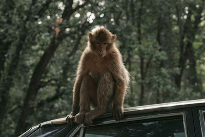 Monkey sitting on tree in forest