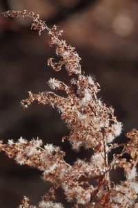 Close-up of cherry tree during winter