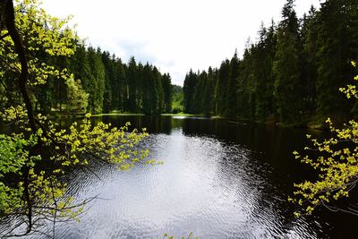 Scenic view of lake in forest against sky