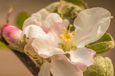 Close-up of pink flowers