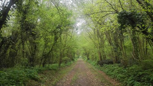 Dirt road amidst trees in forest