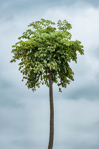 Low angle view of tree against sky