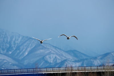 Low angle view of seagulls flying over snowcapped mountains against sky