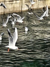 Birds flying over lake