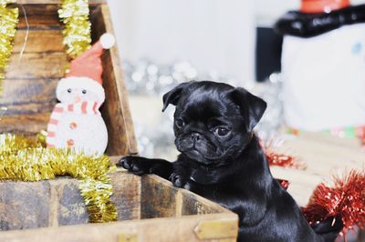 Close-up portrait of dog