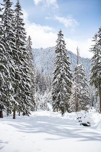 Pine trees on snow covered landscape