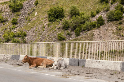 View of a cat lying down on land