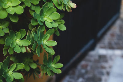 Close-up of potted plant