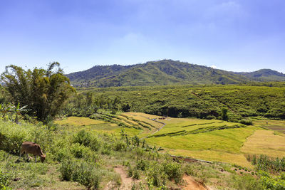 Scenic view of agricultural field against sky