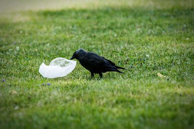 Close-up of bird on field