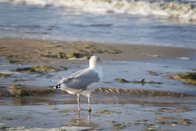 Seagull perching on a beach