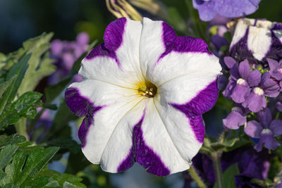 Close-up of purple flowering plant