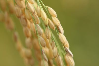 Koshihikari paddy/rice,  ready to harvest in the summer. 