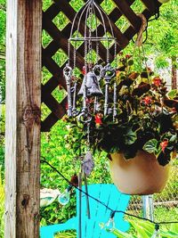 Close-up of plants hanging on tree