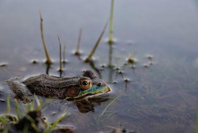 Close-up of frog in lake