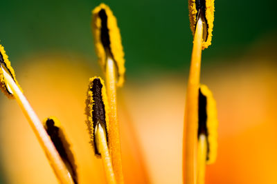 Close-up of yellow flowering plant