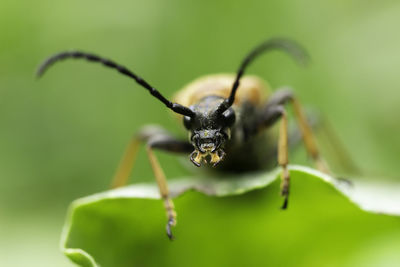 Close-up of insect on leaf