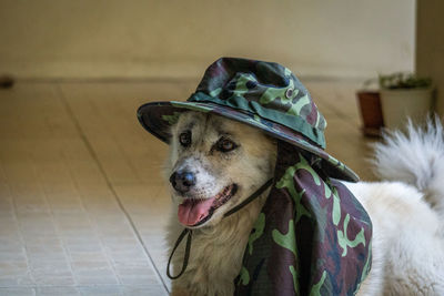 Portrait of dog on floor at home